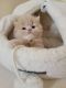 Persian Cats for sale in Philadelphia, Pennsylvania. price: $550