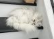 Persian Cats for sale in Friendswood, Texas. price: $500
