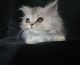 Persian Cats for sale in Los Angeles, CA 90023, USA. price: $750