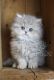 Persian Cats for sale in White Plains, NY 10607, USA. price: $2,900