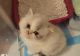 Persian Cats for sale in Seattle, Washington. price: $500