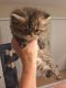 Persian Cats for sale in Barnegat, New Jersey. price: $300