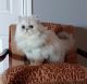 Persian Cats for sale in Houston, TX, USA. price: $1,800