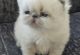 Persian Cats for sale in McGehee, Arkansas. price: $500