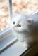 Persian Cats for sale in Honolulu, Hawaii. price: $500