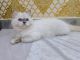 Persian Cats for sale in Greater Noida, Uttar Pradesh. price: 6,500 INR