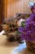 Persian Cats for sale in Hendersonville, TN, USA. price: $950