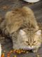 Persian Cats for sale in Parma, Ohio. price: NA