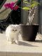 Persian Cats for sale in Cicero, IN, USA. price: $2,750