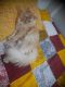 Persian Cats for sale in Kanpur, Uttar Pradesh, India. price: 5,000 INR