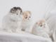 Persian Cats for sale in Browerville, Minnesota. price: $500