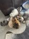 Persian Cats for sale in Old Bridge, New Jersey. price: $450