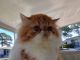 Persian Cats for sale in Ft. Pierce, Florida. price: $800