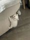 Persian Cats for sale in Old Bridge, New Jersey. price: $750