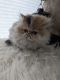 Persian Cats for sale in Mountain Top, Pennsylvania. price: $800