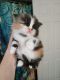 Persian Cats for sale in Lewistown, Pennsylvania. price: $800