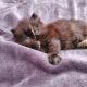 Persian Cats for sale in Beverly Hills, California. price: NA