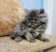 Persian Cats for sale in Nashville, TN, USA. price: $850