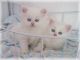Persian Cats for sale in Danville, OH 43014, USA. price: NA