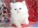 Persian Cats for sale in South Lake Tahoe, CA 96150, USA. price: NA