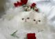 Persian Cats for sale in East Riding of Yorkshire, UK. price: NA