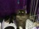 Persian Cats for sale in Thousand Oaks, CA, USA. price: $500