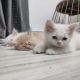 Persian Cats for sale in Albany, Wisconsin. price: $1,500