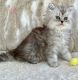 Persian Cats for sale in Salisbury, NC, USA. price: $1,200