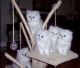 Persian Cats for sale in El Monte, CA, USA. price: NA