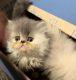 Persian Cats for sale in Torrington, CT 06790, USA. price: NA