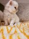 Persian Cats for sale in Haleiwa, Hawaii. price: $750