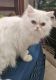 Persian Cats for sale in Haleiwa, Hawaii. price: $350