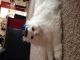 Persian Cats for sale in Flint, MI, USA. price: NA