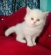 Persian Cats for sale in Lucknow, Uttar Pradesh. price: 8,000 INR