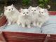 Persian Cats for sale in Mountain Top, Pennsylvania. price: $750