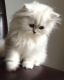 Persian Cats for sale in Arlington, VA, USA. price: $1,200