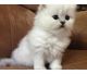 Persian Cats for sale in Anchorage, AK, USA. price: $1,200