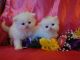 Persian Cats for sale in Boise, ID, USA. price: NA