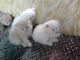 Persian Cats for sale in Bowie Dr, Midland, TX 79703, USA. price: $250
