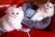 Persian Cats for sale in Kansas City, KS, USA. price: NA