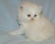 Persian Cats for sale in Concord, CA, USA. price: NA