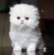 Persian Cats for sale in Columbus, OH, USA. price: $500
