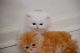 Persian Cats for sale in Hollywood, FL, USA. price: $400