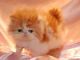 Persian Cats for sale in Wilmington, NC, USA. price: NA