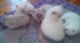 Persian Cats for sale in West Haven, CT 06516, USA. price: $800