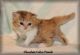 Persian Cats for sale in Pittsburgh, PA, USA. price: NA