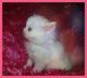 Persian Cats for sale in Brandon, FL, USA. price: $650