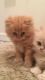 Persian Cats for sale in Philadelphia, PA, USA. price: $450