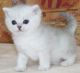 Persian Cats for sale in Columbus, OH, USA. price: $400