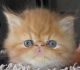 Persian Cats for sale in Louisville, KY, USA. price: NA